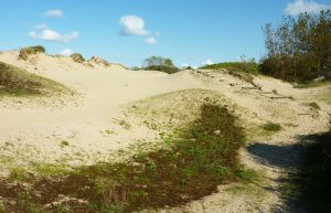 Dune Marchand Zuydcoote